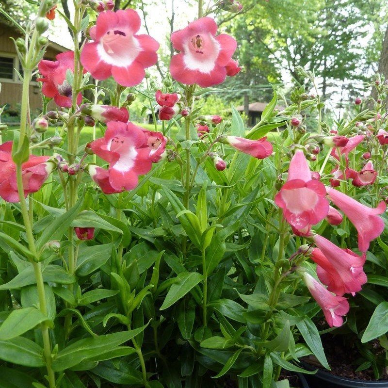 Ağlayan Pembe Renkli Penstemon Çiçeği Tohumu(100 tohum)