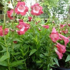 Ağlayan Pembe Renkli Penstemon Çiçeği Tohumu(100 tohum)