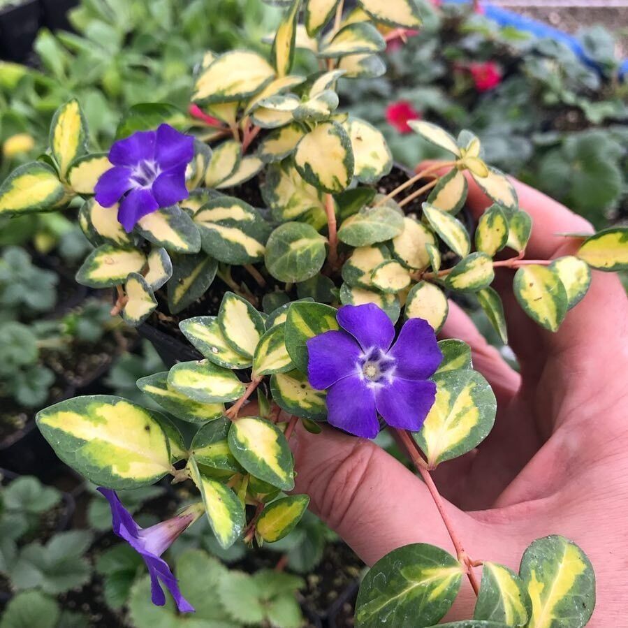 Herdem Yeşil İmagine Soğuklara Dayanıklı Vinca Minor Çiçeği Fidesi (1 Adet)