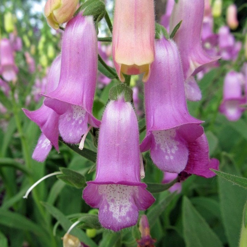 İri Çiçekli Lila Renkli Penstemon Çiçeği Tohumu(50 tohum)