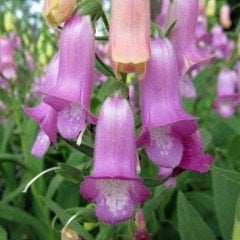 İri Çiçekli Lila Renkli Penstemon Çiçeği Tohumu(50 tohum)