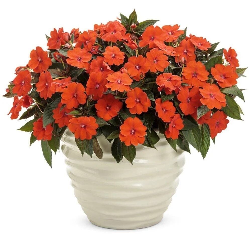 Özel Turuncu Magnifico Orange Yeni Gine Cam Güzeli Çiçeği Fidesi (1 adet)