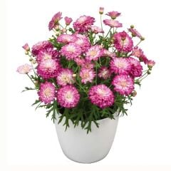 Özel Aramis Double Strawberry Cream Katmerli Çeşme Papatyası Çiçeği Fidesi (1 Adet Fide)