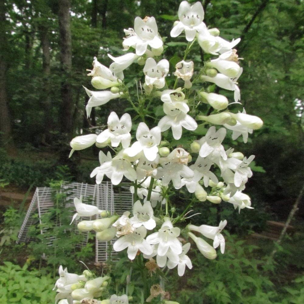 Kuğu Beyazı Penstemon Çiçeği Tohumu(200 tohum)