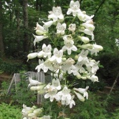 Kuğu Beyazı Penstemon Çiçeği Tohumu(200 tohum)