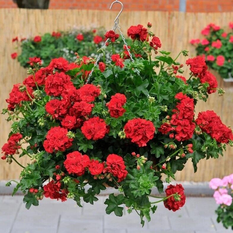 Nadir Bitki Katmerli Grandeur İvy Arctic Burgundy Sakız Sardunya Fidesi (1 adet)