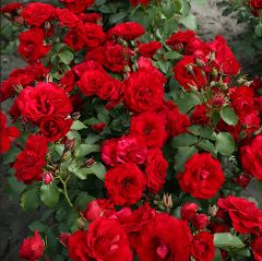 Tüplü Soğuklara Dayanıkı Çok Goncallı Roter Drache Yediveren Gül Fidanı Yayılıcı