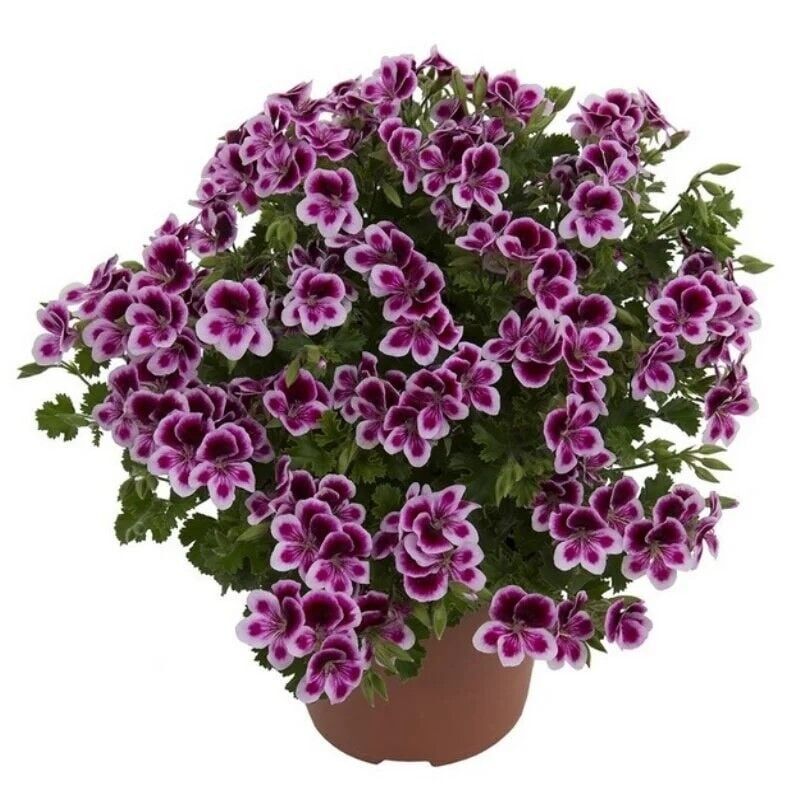 Melek Gözü Sarkıcı PAC Angeleyes Burgundy Sardunya Canan Çiçeği Fidesi (1 adet)