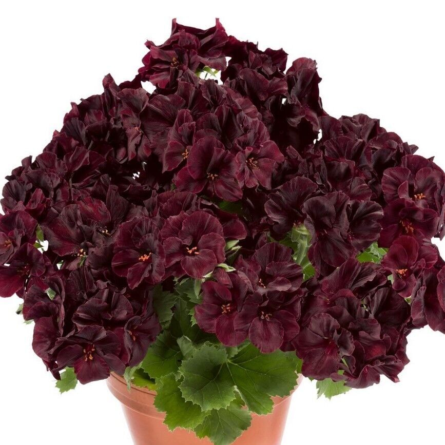 Özel Çeşit Nadir Aristo Black Velvet Sardunya Çiçeği Fidesi (1 adet)