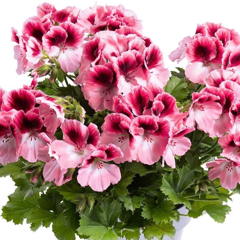 Sınırlı Stok Nadir Renkler Aristo Romance Sardunya Canan Çiçeği Fidesi (1 adet)