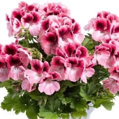 Sınırlı Stok Nadir Renkler Aristo Romance Sardunya Canan Çiçeği Fidesi (1 adet)