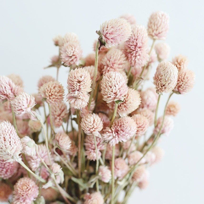 Gomphrena Globosa Somon Renkli Medine Çiçeği Tohumu(50 tohum)