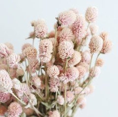 Gomphrena Globosa Somon Renkli Medine Çiçeği Tohumu(50 tohum)