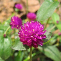 Gomphrena Globosa Koyu Pembe Medine Çiçeği Tohumu(50 tohum)