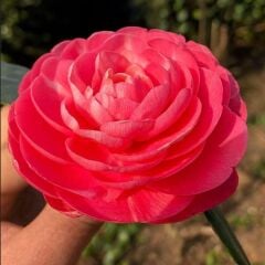 Mini Saksıda Katmerli Pembe Katmerli Kamelya Fidesi (5-10 cm)