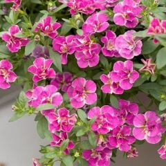 Calita Katmerli Double Pink Splash Petunya Çiçeği Fidesi (1 adet)