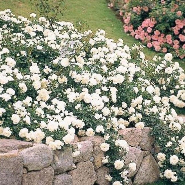 Tüplü Yediveren Yer Örtücü Full Bright Beyaz Yer Örtücü Gül Fidanı