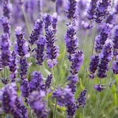 Lavandula Angustifolia Lavanta Çiçeği Tohumu(10 gram)