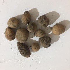 Salep Serapias Vomeracea Yumrusu Tohumu (1000 adet)