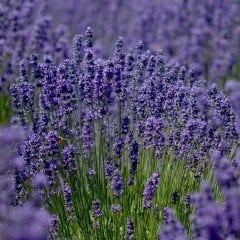 Lavandula Angustifolia Lavanta Çiçeği Tohumu(25000 tohum)