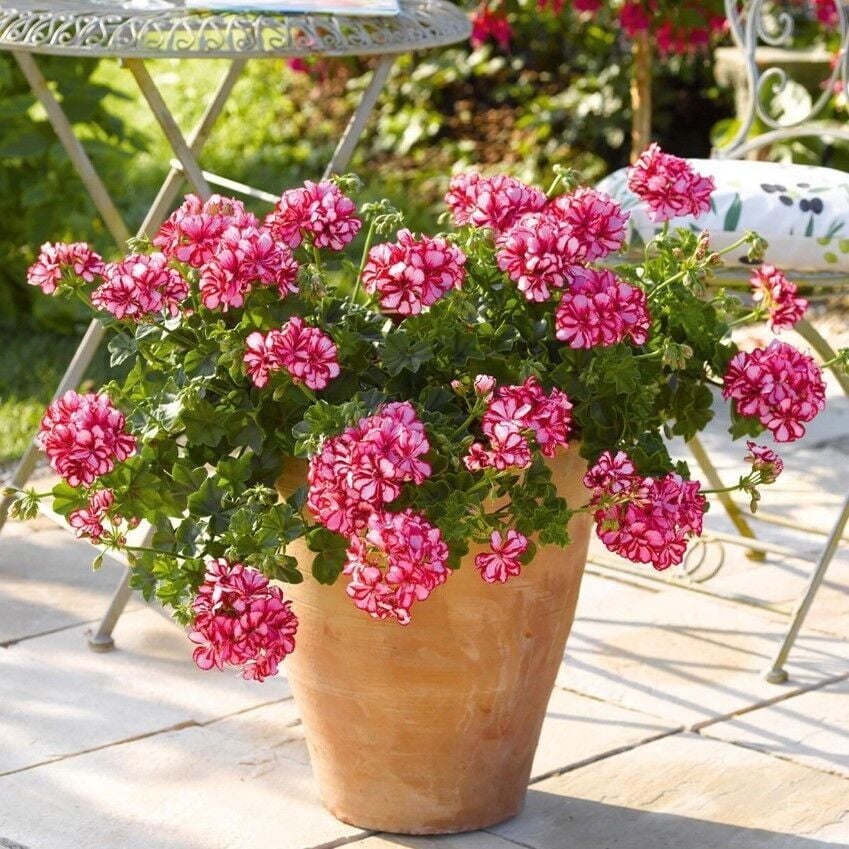 Sarkan Grandeur İvy Arctic Scarlet Sakız Sardunya Fidesi (1 adet)