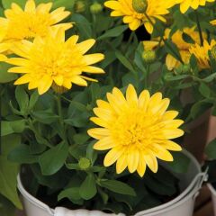 Çok Yıllık Erato Double Yellow Katmerli Bodrum Papatyası Çiçeği Fidesi (1 adet)