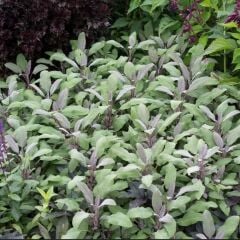 Mandala Purpur Adaçayı Fidesi (2 adet )