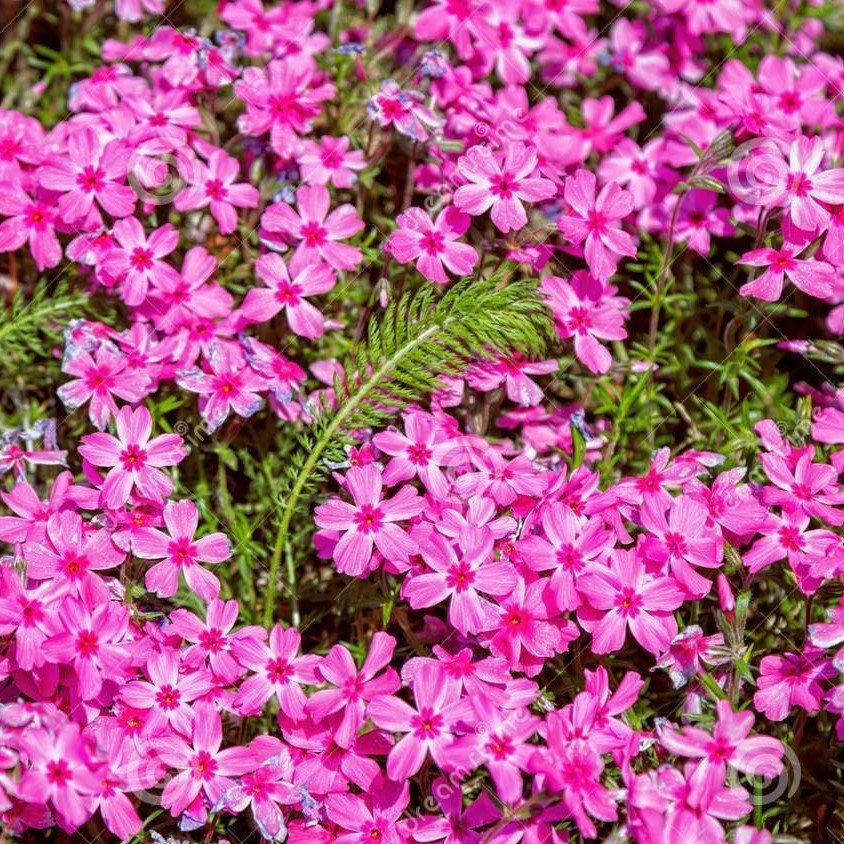Çingene Pembesi Silene Çiçeği(Nakil Çiçeği) Tohumu(1000 tohum)