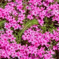 Çingene Pembesi Silene Çiçeği(Nakil Çiçeği) Tohumu(1000 tohum)
