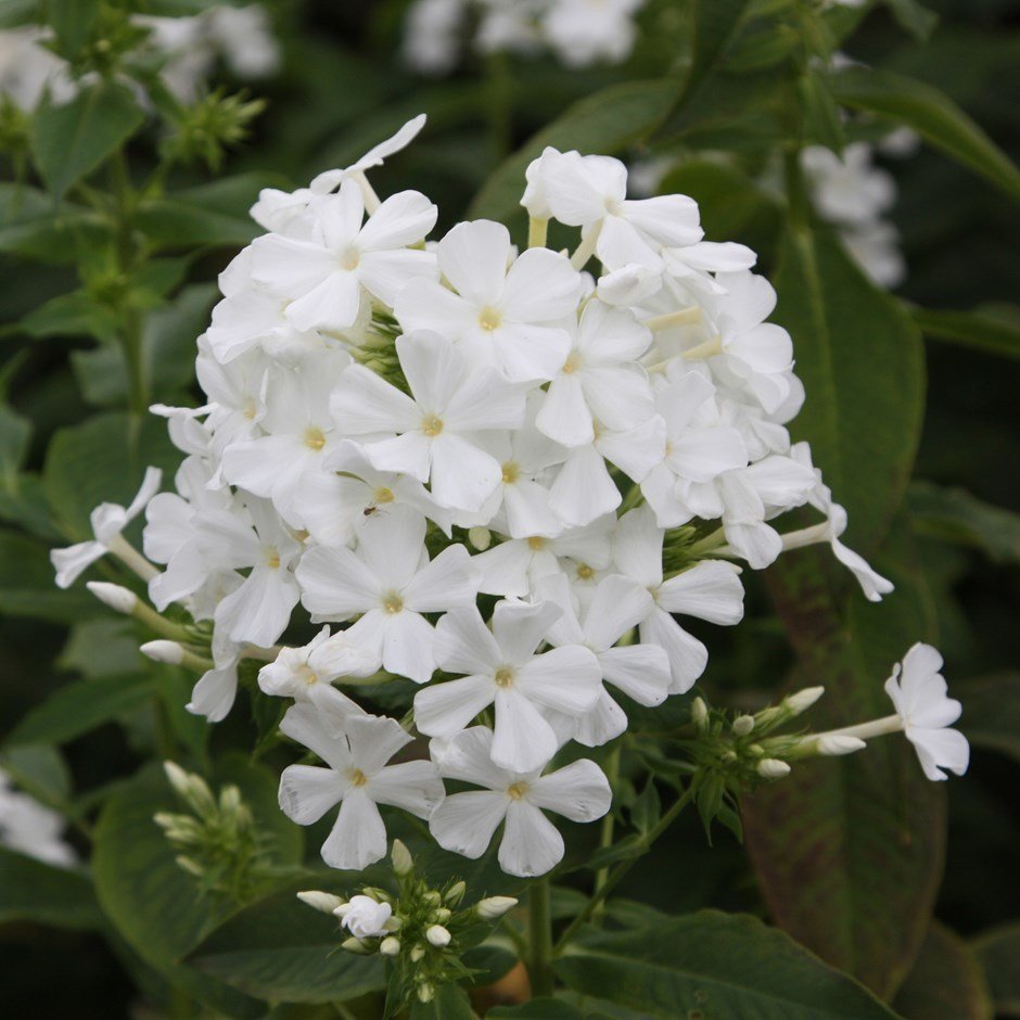Collomia grandiflora Beyaz Çiçekli Floks Çiçeği(200 tohum)