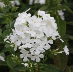 Collomia grandiflora Beyaz Çiçekli Floks Çiçeği(200 tohum)