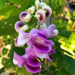 Yoğun Kokulu Özel İzmir Sarmaşığı Selluka Çiçeği Fidesi (4 adet)