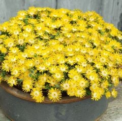 Yayılıcı Sarkıcı Delasporma Yellow Buz Çiçeği Fidesi (2 Adet)