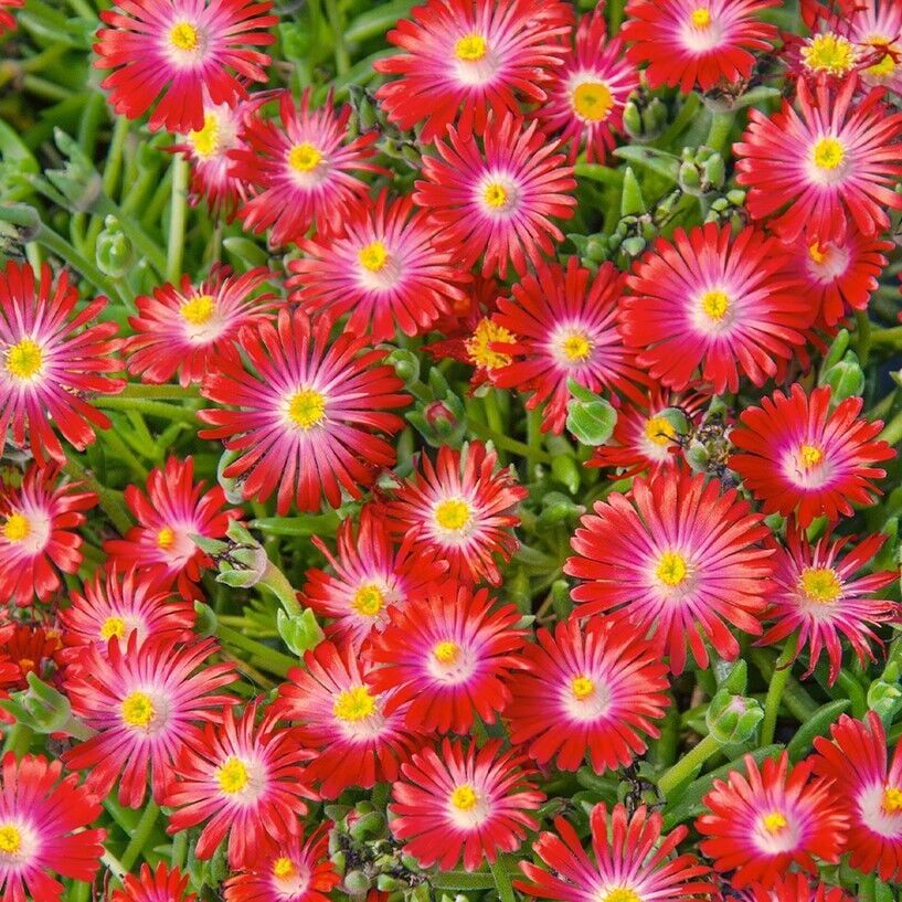 Yayılıcı Sarkıcı Delasporma Red Buz Çiçeği Fidesi (2 Adet)