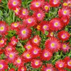 Yayılıcı Sarkıcı Delasporma Red Buz Çiçeği Fidesi (2 Adet)