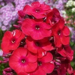 Kırmızı Aşk Love Floks Çiçeği Tohumu(100 tohum)