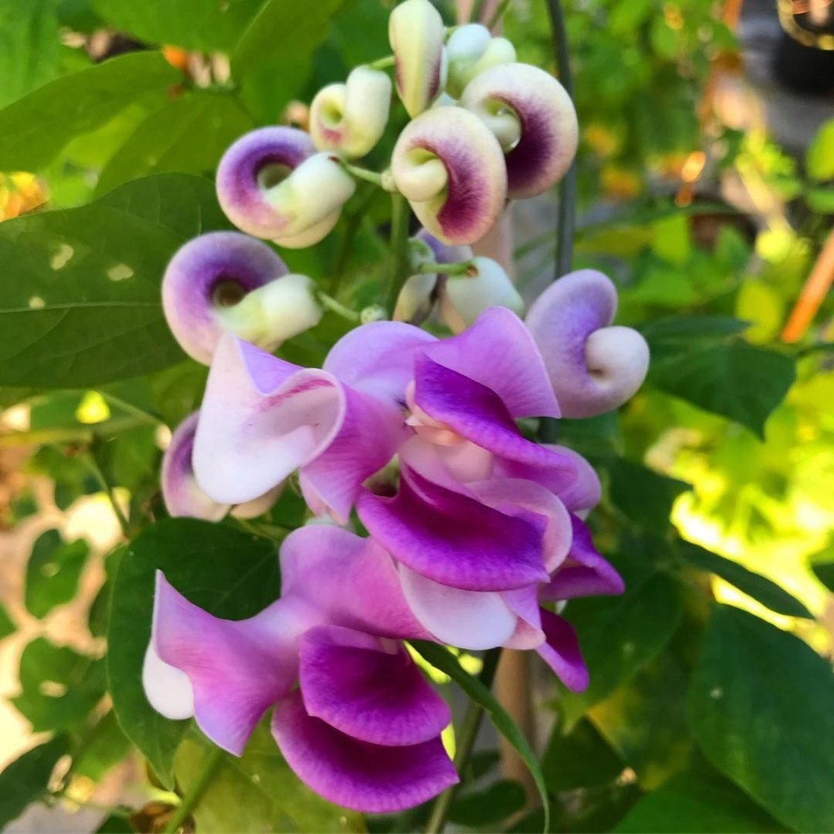 Yoğun Kokulu Özel İzmir Sarmaşığı Selluka Çiçeği Fidesi (10 adet)