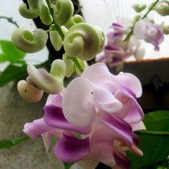 Yoğun Kokulu Özel İzmir Sarmaşığı Selluka Çiçeği Fidesi (10 adet)