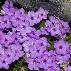 Marsh Phlox Çiçeği Tohumu (5 tohum)