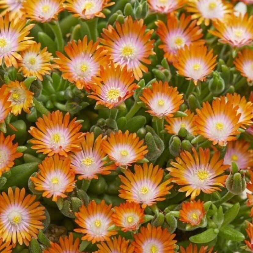 Yayılıcı Sarkıcı Delasporma Orange Buz Çiçeği Fidesi (2 adet)