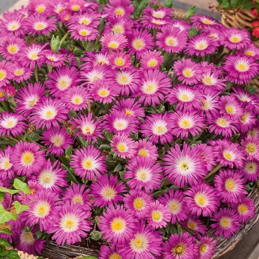 Yayılıcı Sarkıcı Delasporma Hot Pink Buz Çiçeği Fidesi (2 adet)