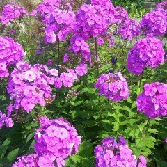 Wild Sweet William Floks Çiçeği Tohumu(30 tohum)