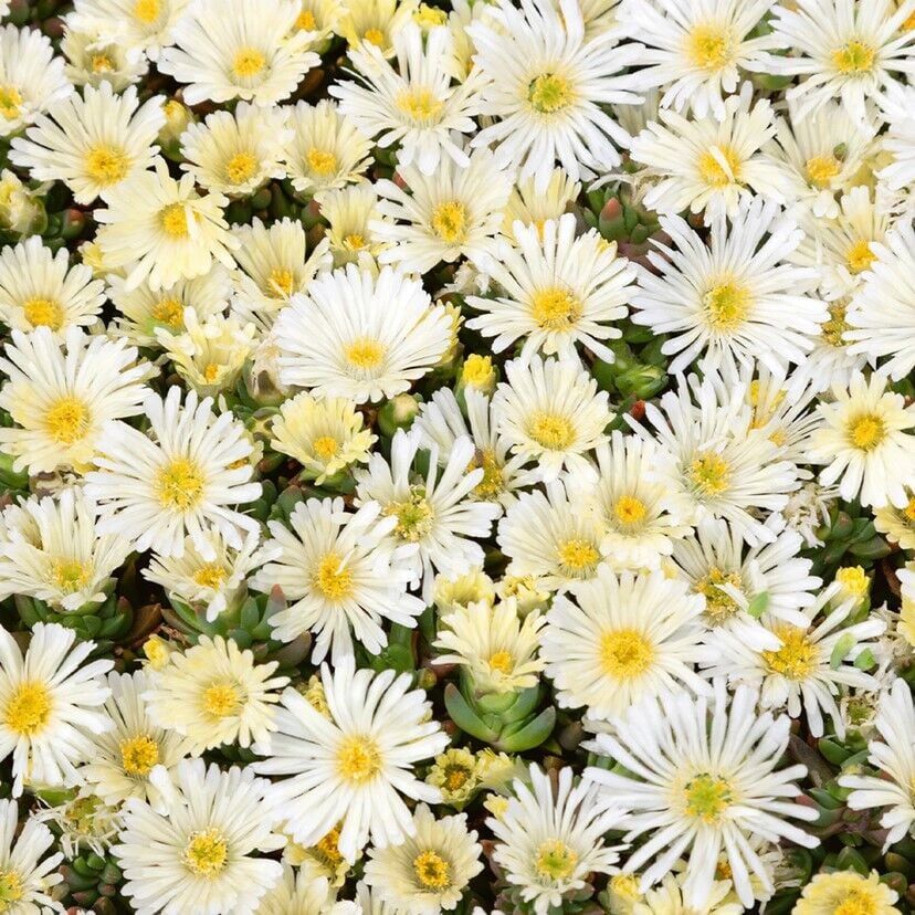 Yayılıcı Sarkıcı Delasporma İce Cream Buz Çiçeği Fidesi (2 adet)