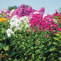 Karışık Renkli Alev Çiçeği Tohumu (340 tohum)