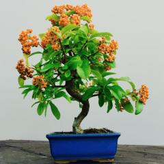 Herdem Yeşil Bodur Bonsai İçin Uygun Ateş Dikeni Bitkisi Fidanı(5 adet)