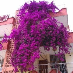 Tüplü Sarılıcı Tırmanıcı Mor Begonvil Fidanı