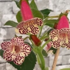 Koleksiyonluk Rf's 3 Kohleria Çiçeği Fidesi Kohleria Japon Küpelisi Çiçeği Fidesi (Mini Potta)