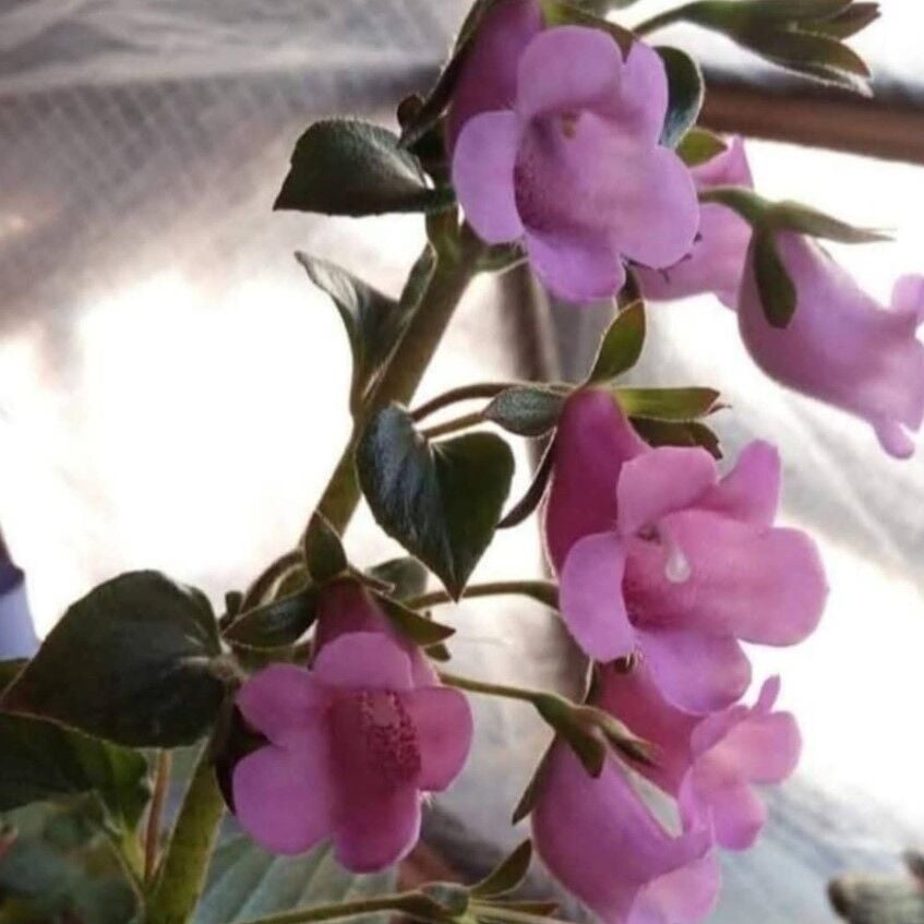 Koleksiyonluk X Gloximannia Arion Kohleria Çiçeği Fidesi Kohleria Japon Küpelisi Çiçeği Fidesi (Mini Potta)