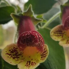 Koleksiyonluk Yf's Kitty Kohleria Japon Küpelisi Çiçeği Fidesi (Mini Potta)