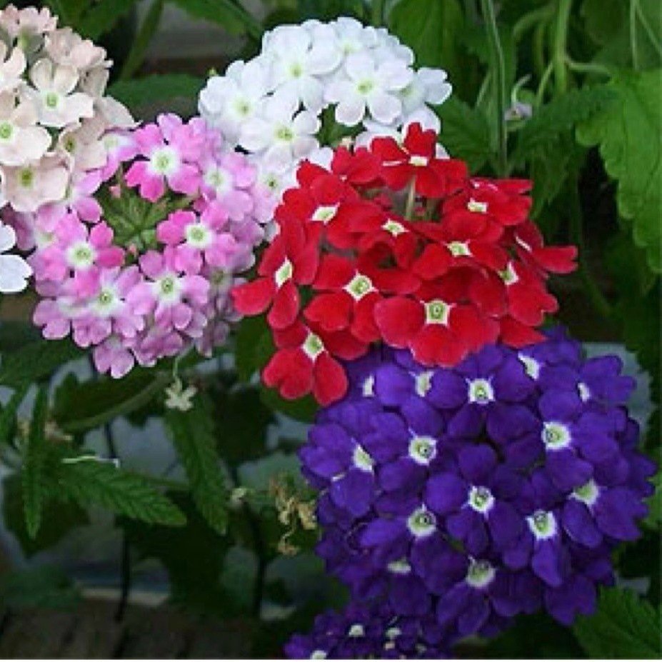 Limonium Sinuatum Deep Blue Deniz Lavantası Tohumu(30 tohum)
